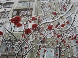 Снег в Москве не тает